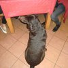 05.02.2016 - Sermerrellas Richtfest